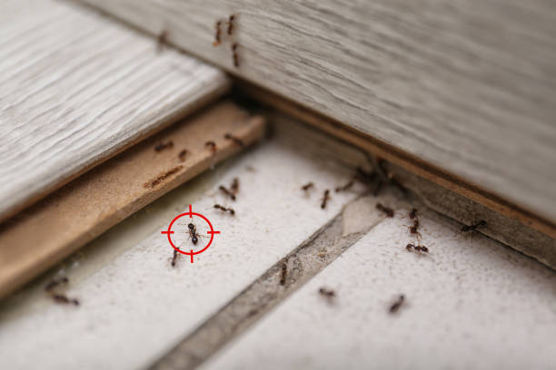 Pest Prevention Services in Jupiter, FL
